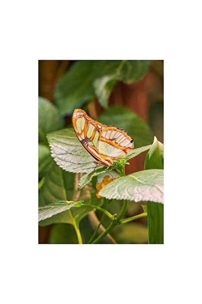 OEM Tablou pe pânză, „Fluture și frunze în armonie verde”, 100 x 100cm