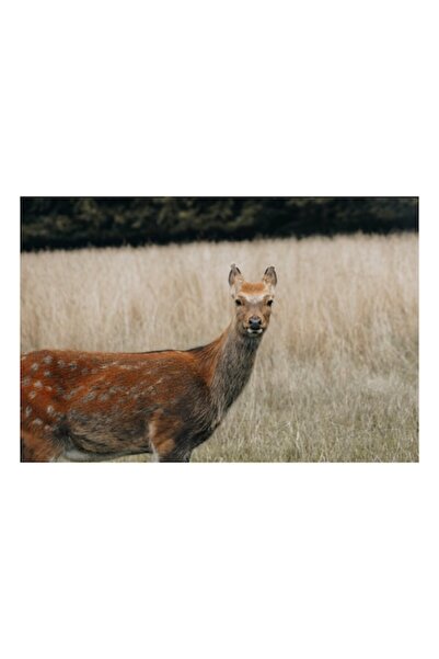 OEM Tablou Canvas 'Caprioara in lanul de grau toamna', Cerb, Pajiste, Blana, ...