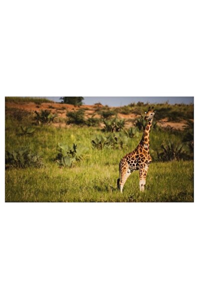 OEM Tablou Canvas, 'Gheara inalta a savanei africane', Girafa, Savana, Iarba,...