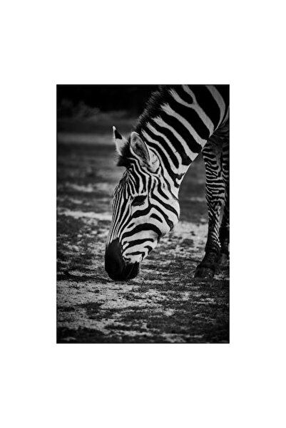 OEM Tablou Canvas - Zebra in Tacerea Savanei Africane, 26 x 39 cm