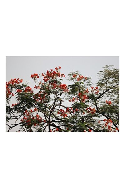 OEM Tablou Canvas, 'Papagal printre flori de flamboyant', Rosu, Frunze, Ramuri, Pasare, Cer, Arbori, Flo