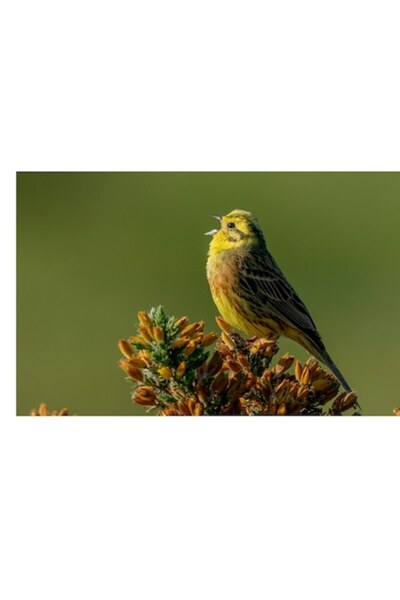 OEM Tablou Canvas, "Cinteza cantand pe ramura inflorita", 50 x 50cm