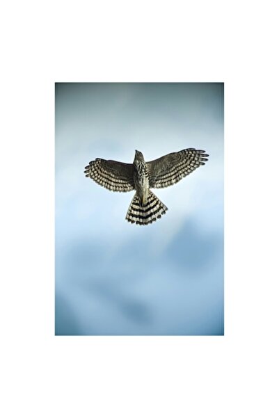 OEM Tablou Canvas, 'Aripile cerului deschis larg', Majestuos, Puternic, Grati...