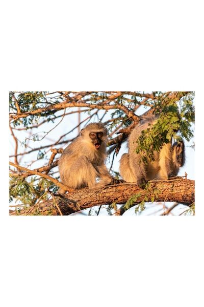 OEM Tablou Canvas, "Maimute in copac la apus", 100 x 100cm