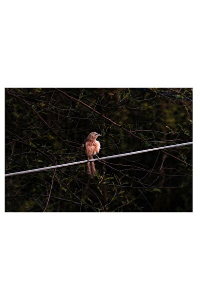 OEM Tablou Canvas, "Pasarea solitara pe ramura rece", 90 x 50cm