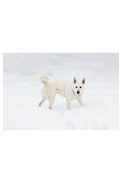 OEM Tablou Canvas, "Caine alb pe zapada pura", 50 x 50cm