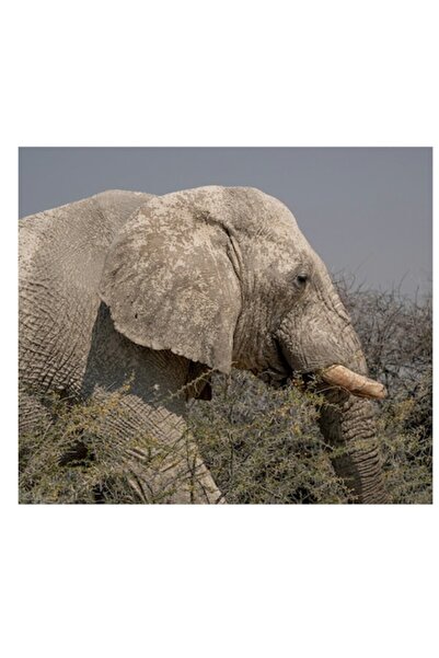 OEM Tablou Canvas, "Elefant in savana africana uscata", 150 x 100cm