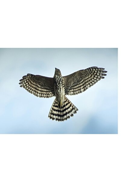 OEM Pictură pe pânză - „Aripi de cer deschis”, Maiestuos, Puternic, Grațios, ...