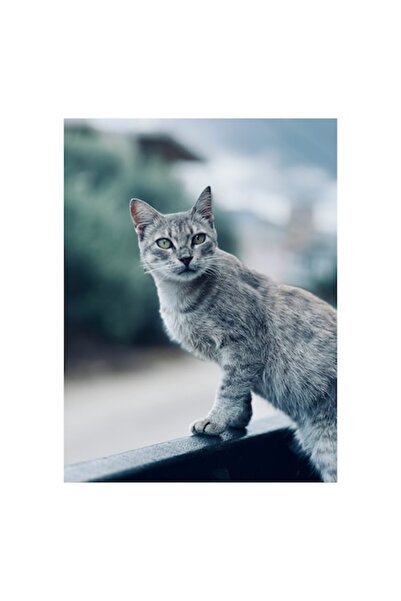 OEM Pictură premium pe pânză - „Felină contemplativă”