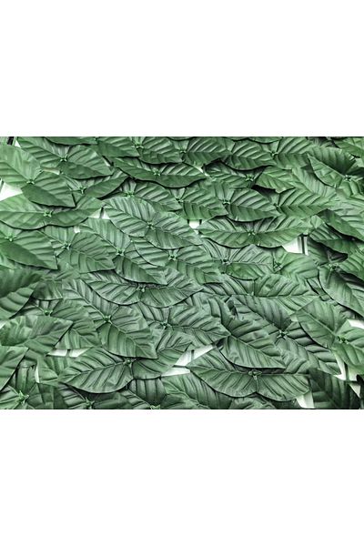 Bass Polska Plasă de iederă pentru balcon 50cm x 300cm