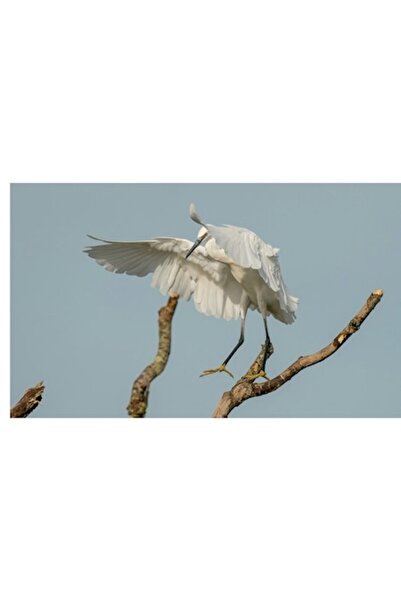 OEM Pictură pe pânză, „Egretă dansând pe ramuri fragile”, Grație, Eleganță, Z...