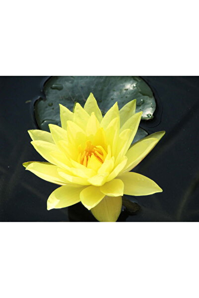 Bade Shop 3 Adet Sarı Renkli Lotus (Nilüfer) Çiçeği Tohumu