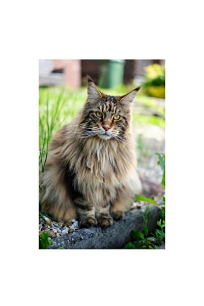 OEM Tablou Canvas, "Regele padurilor stapanind gradina", 50 x 90cm