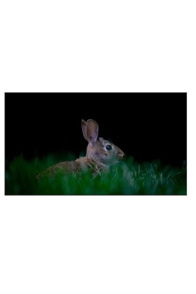 OEM Tablou Canvas, "Iepurele in lumina noptii verzi", 90 x 50cm