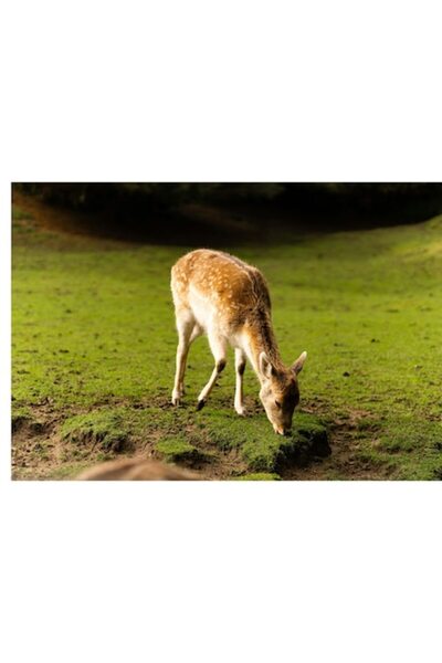 OEM Tablou Canvas, "Caprioara in padurea luminata", 54 x 39cm