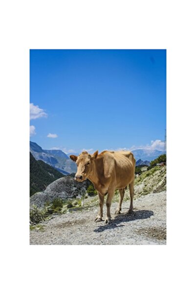 OEM Pictură pe pânză, „Vacă cu fundal albastru de munte”, peisaj din natură, 100 x 150cm