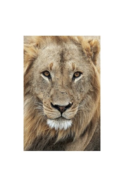 OEM Tablou Canvas, "Regalitatea leului in salbaticie", 50 x 90cm