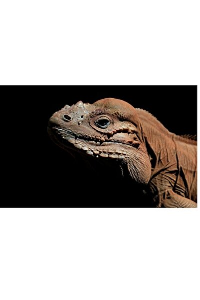 OEM Tablou Canvas, "Reptila in intunericul linistit al noptii", 70 x 50cm