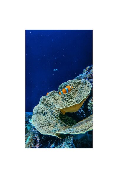 OEM Tablou Canvas, "Clovni printre recife infloritoare", 26 x 39cm