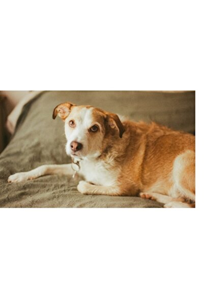 OEM Tablou Canvas, "Catel odihnindu-se pe pat verde", 70 x 50cm