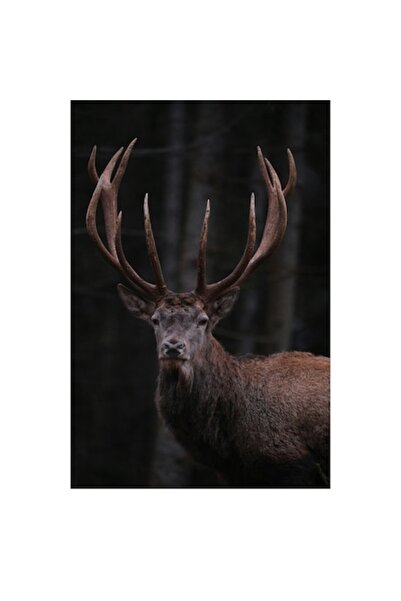 OEM Tablou Canvas, "Stapanul padurii intunecate vegheaza", Majestic, Stag, Antlers, Forest, Noble, Wild,
