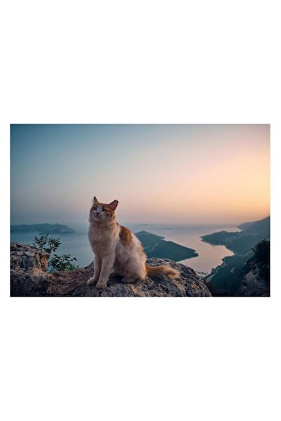 OEM Tablou Canvas, "Pisica visatoare la apusul marii", 70 x 50cm