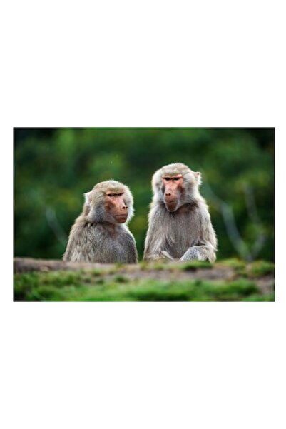 OEM Tablou Canvas, "Maimute contempland lumea verde", 100 x 100cm