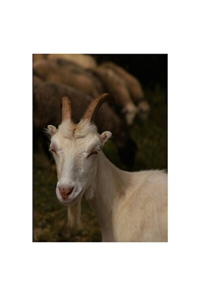 OEM Tablou Canvas, "Capra meditand la soarta turmei", 70 x 100cm