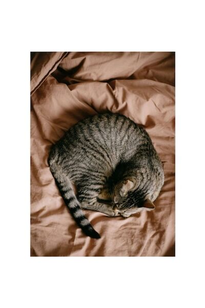 OEM Tablou Canvas, "Pisica dormind pe asternuturi moi", 100 x 150cm