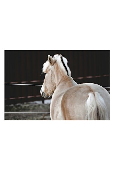 OEM Tablou Canvas, "Privirea calului spre orizont", 39 x 26cm