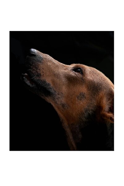 OEM Tablou Canvas, "Cainele privind spre cer intunecat", 50 x 50 cm