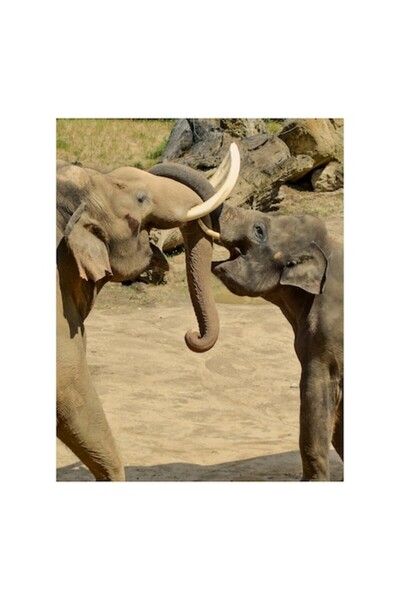 OEM Tablou Canvas, "Elefanti jucandu-se in savana africana", 100 x 150cm