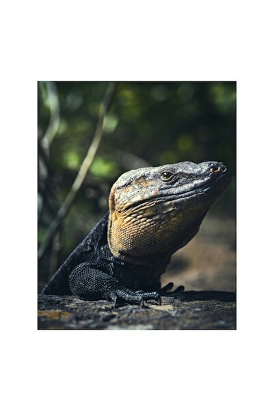 OEM Pictură pe pânză, „Vânătoare de valuri de soare de vară”, Șopârlă, Soare, Solitar, Natură, Umbră, Textură, Piele, C