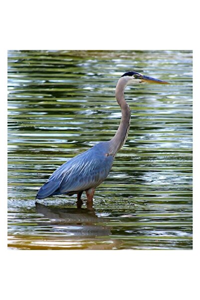 OEM Tablou Canvas, "Stolnicul de pe ape stralucitoare", Pasare, Apa, Reflecti...
