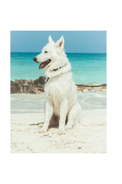 OEM Tablou Canvas, "Caine alb pe plaja insorita", 26 x 39cm