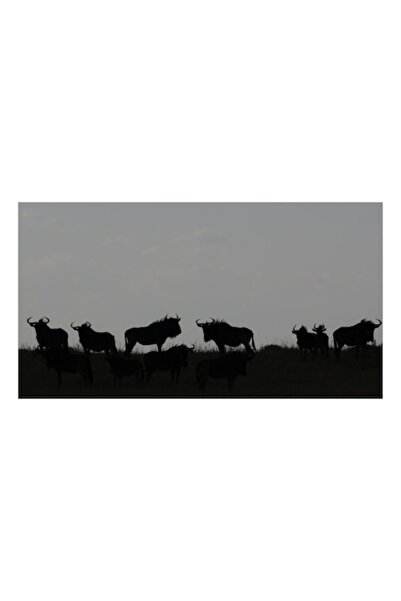 OEM Pictură pe pânză, „Turma de gnu in amurg seren”, Siluetă, Sălbăticie, Antilope, Amurg, Pășunat, Hori