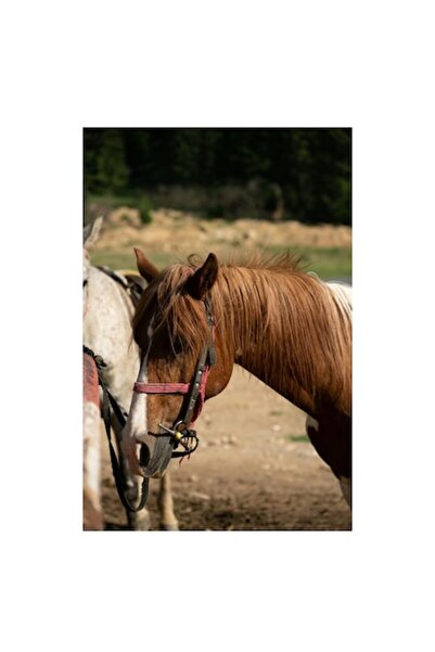 OEM Tablou Canvas, "Cal odihnindu-se in soarele verii", 100 x 150cm