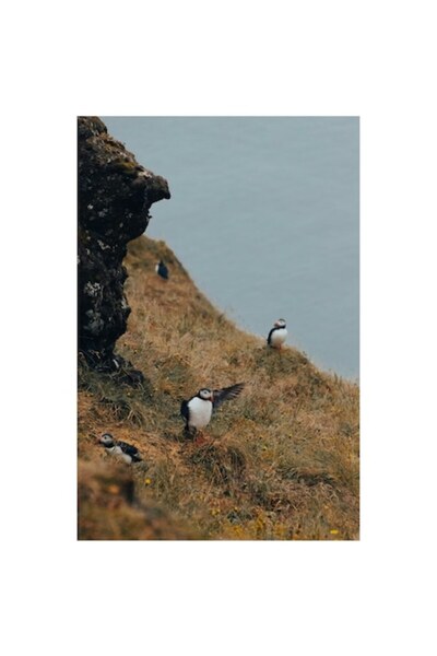 OEM Tablou Canvas, "Puffini pe stancile imbobocite ale falezei", 50 x 70cm