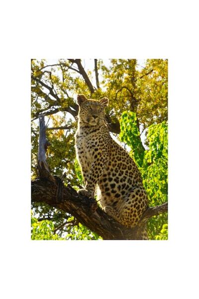 OEM Tablou Canvas, "Leopard in copacul plin de lumina", 39 x 54cm