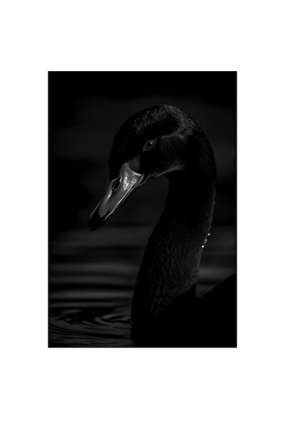 OEM Tablou Canvas, "Eleganta lebedei negre in noapte", 50 x 70cm