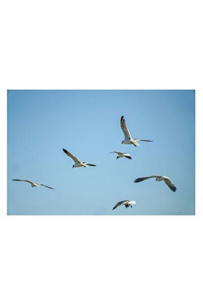 OEM Tablou Canvas, 'Zborul liber al pescărușilor în cer', Păsări, Cer, Albastru, Zbor, Aripi, Lumin