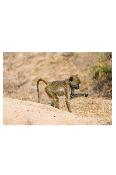 OEM Tablou Canvas, "Maimuta curioasa in savana africana", 150 x 100cm