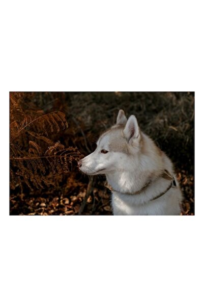 OEM Tablou Canvas, "Husky privind frunzele ruginii ale toamnei", 90 x 50cm