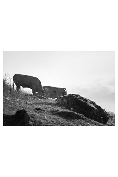 OEM Tablou Canvas, 'Vaci pascand pe coline insorite', Vaci, Peisaj, Pasune, P...