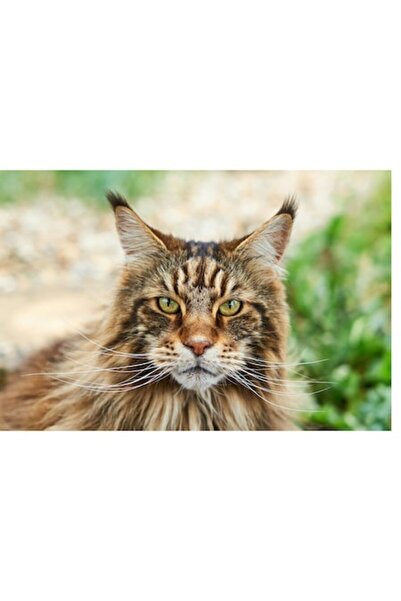 OEM Tablou Canvas, "Pisica regala intre fire verzi", 90 x 50cm