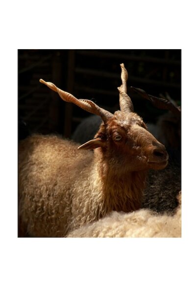 OEM Tablou Canvas, "Capra in lumina soarelui bland", 39 x 54cm