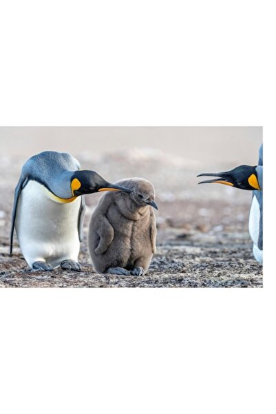 OEM Tablou Canvas, "Pinguinul mic in mijlocul familiei", 39 x 26cm