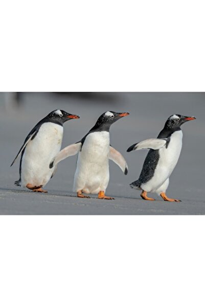 OEM Tablou Canvas, "Pinguini in mars pe plaja", 39 x 26cm