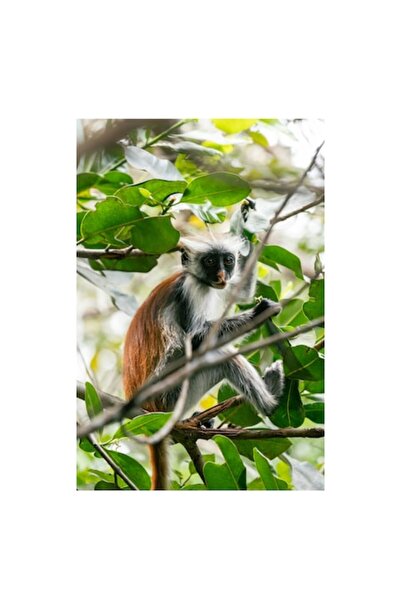 OEM Tablou Canvas, "Maimuta rosie printre frunze verzi", 50 x 70cm