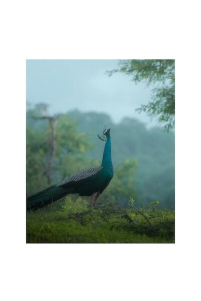 OEM Tablou Canvas, "Pavo stralucitor in zori verzi", 70 x 100cm